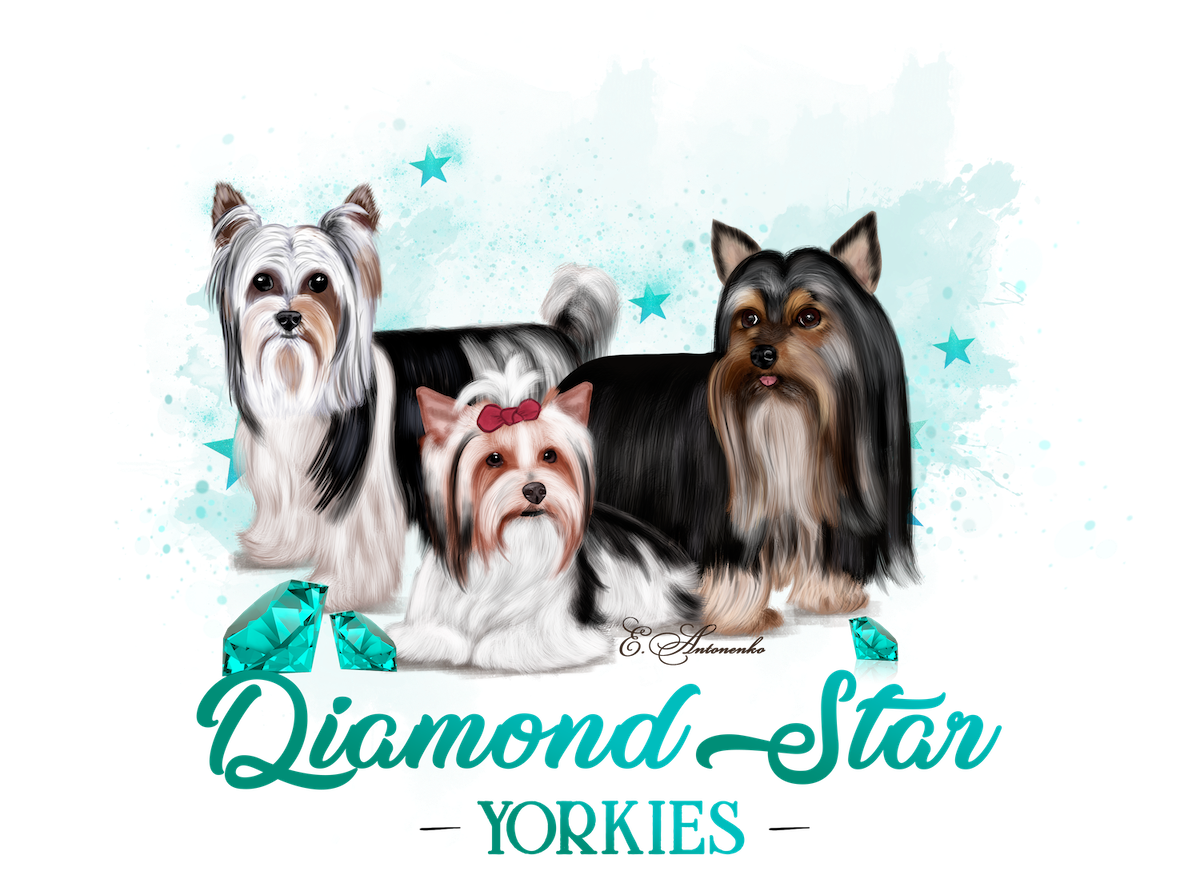 Diamond Star Yorkies — Yorkshire Terriers in Stephenville, TX