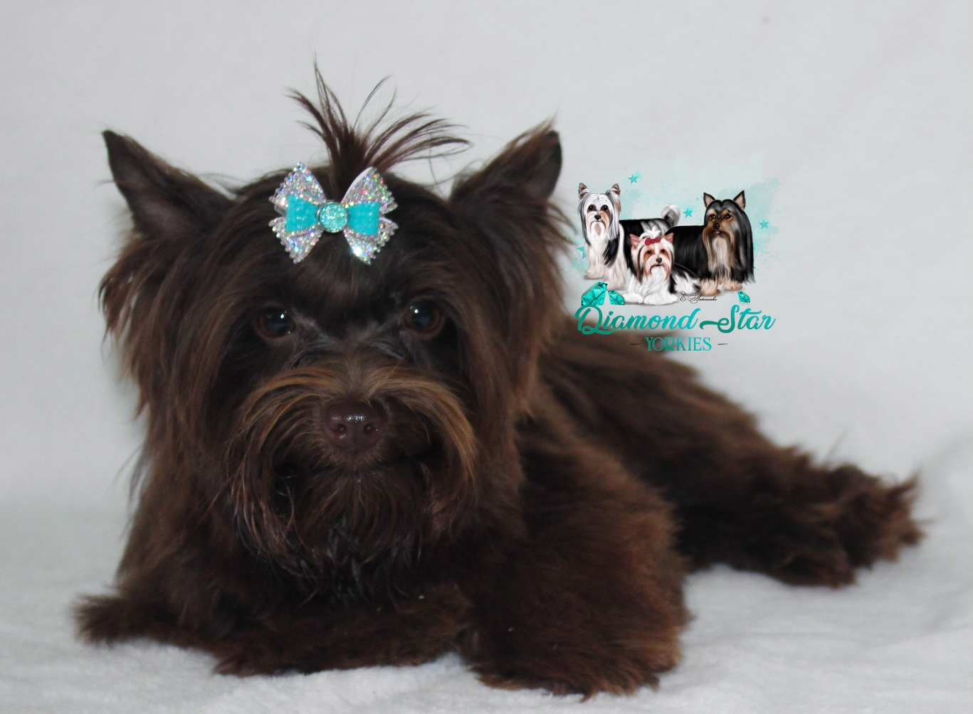 Yorkie puppy from the Ava and Enzo litter