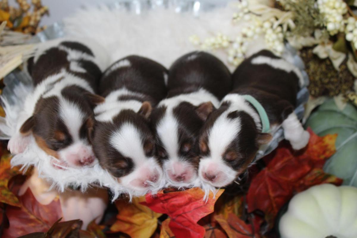 Chocolate parti Yorkie puppies